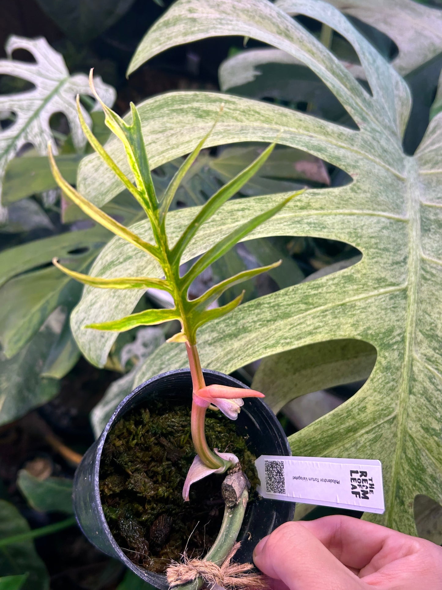 Philodendron Tortum Variegated