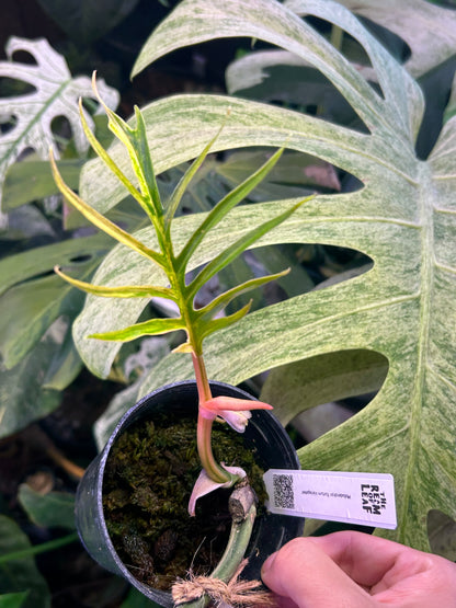Philodendron Tortum Variegated