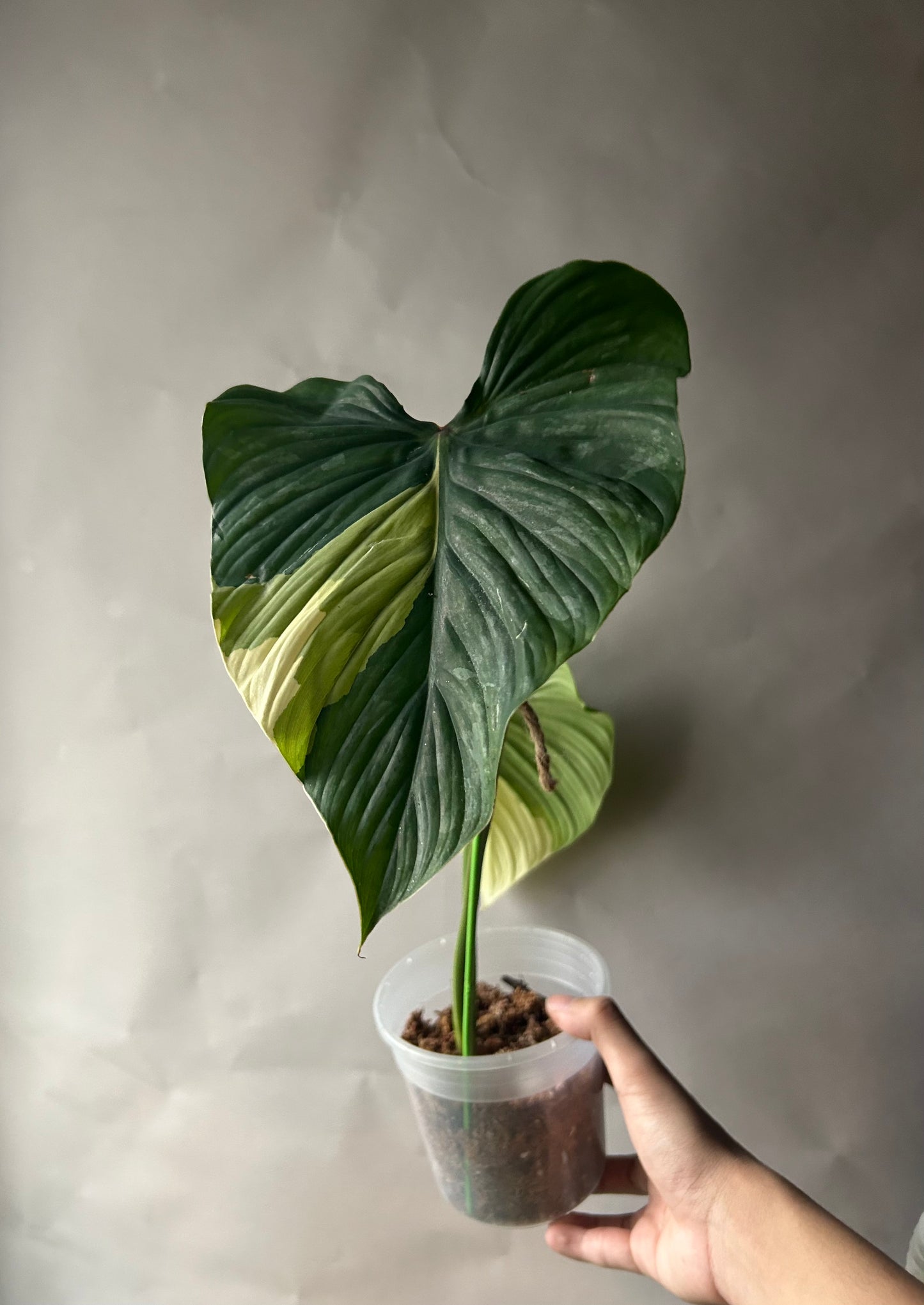 Philodendron Pastazanum Albo Type 1