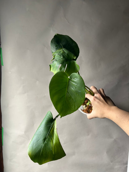 Monstera Deliciosa Green On Green