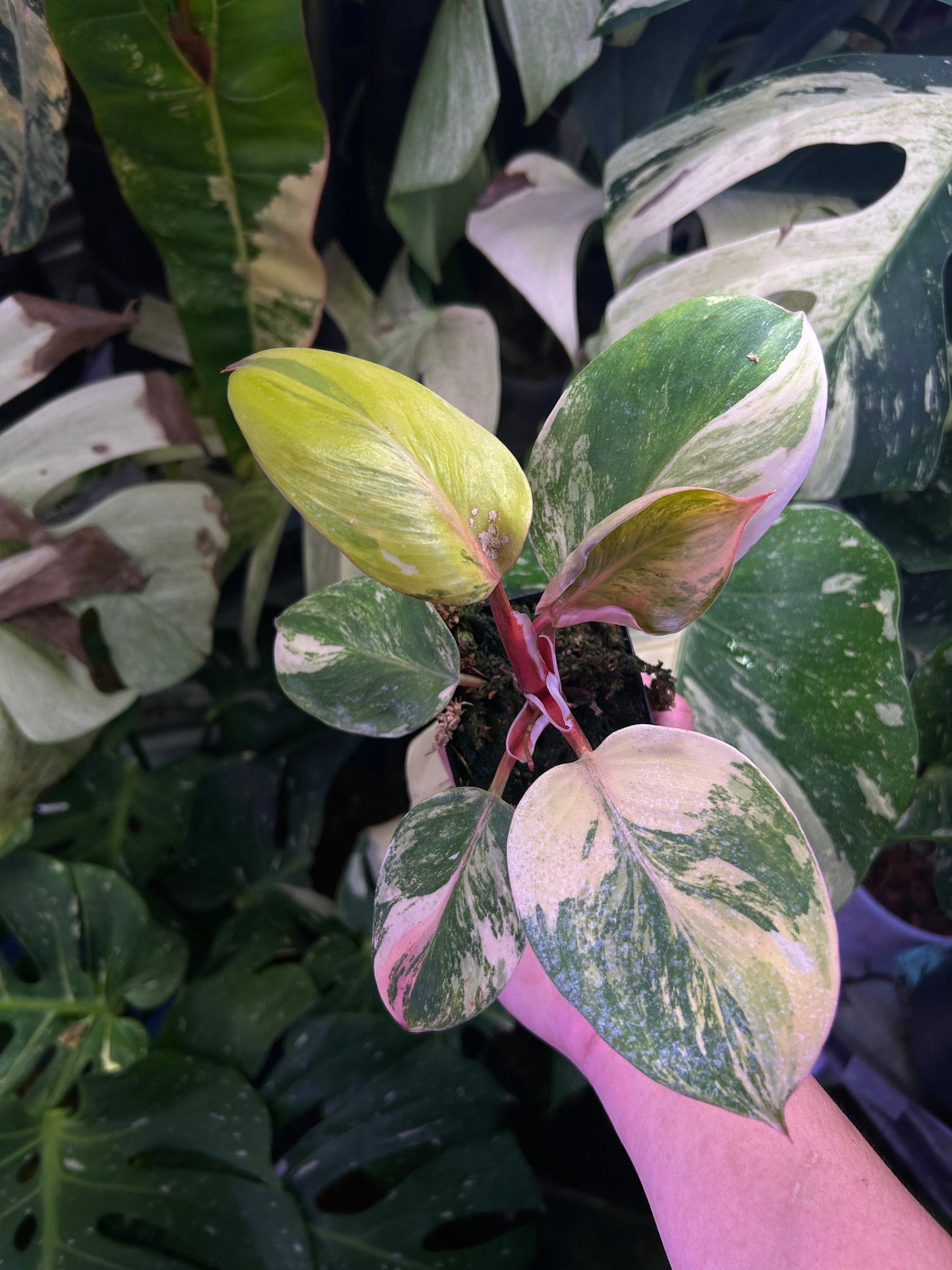 Philodendron White Knight Tricolor