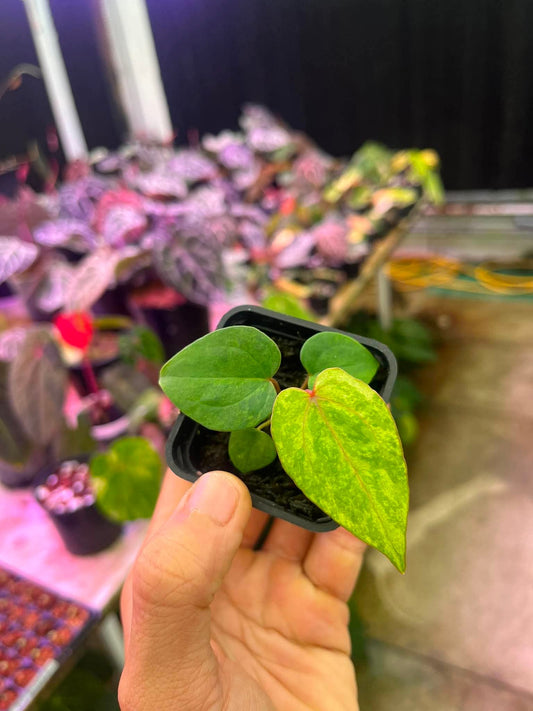 Variegated Anthurium (Pap Var x RL) x (DocBlock x RVDP) by Han Kirok