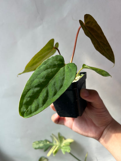 Anthurium Red Chocolate x (Ree Garden x RL )