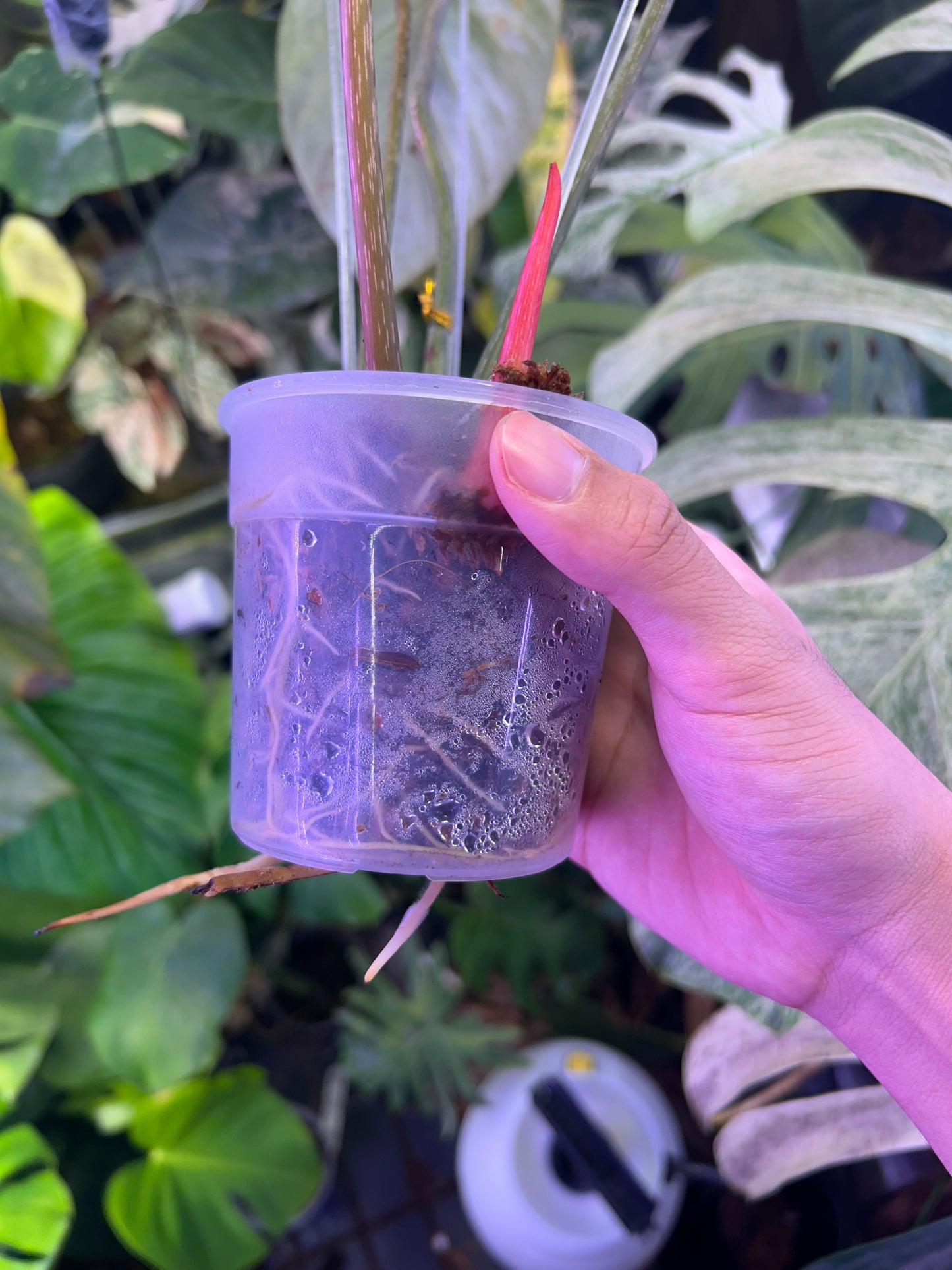 Philodendron Gloriosum Green in Green