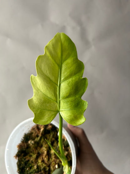 Philodendron Radiatum Variegated