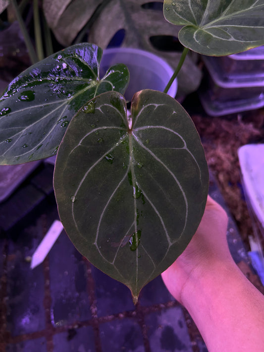Anthurium King Of Spade