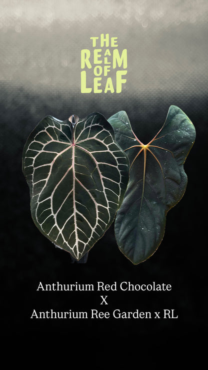 Anthurium Red Chocolate x (Ree Garden x RL )