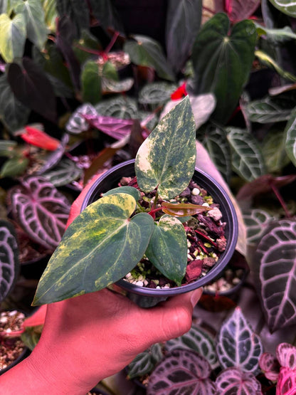 Anthurium (Papillilaminum Var x Dressleri) x BVEP ‘Tezula’ S1