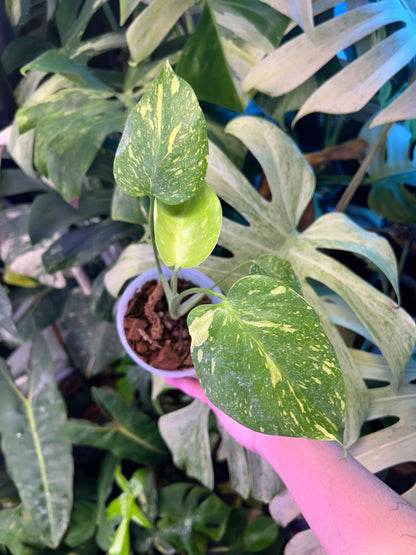 Monstera Deliciosa Electrolytes