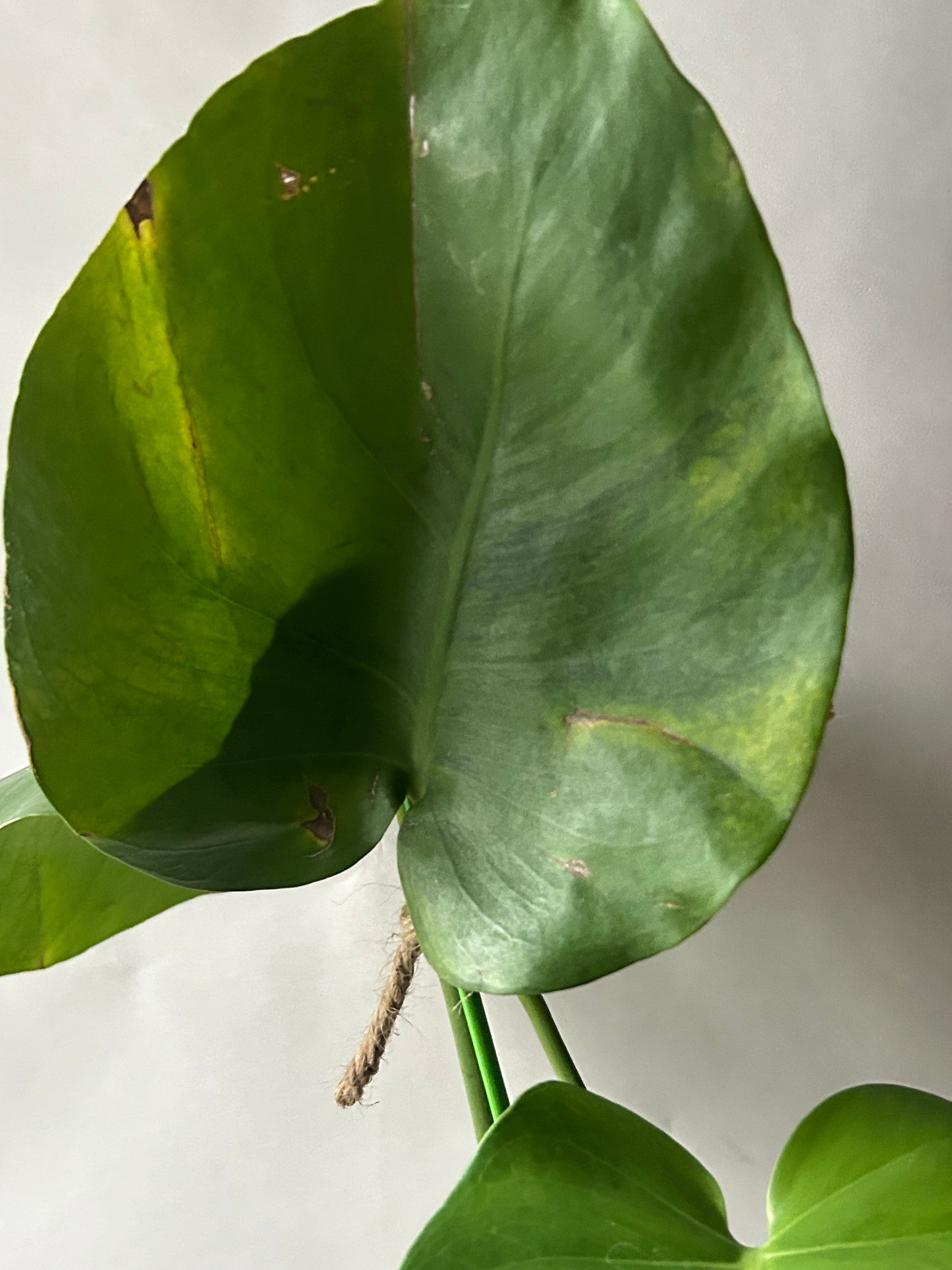 Monstera Deliciosa Green-On-Green