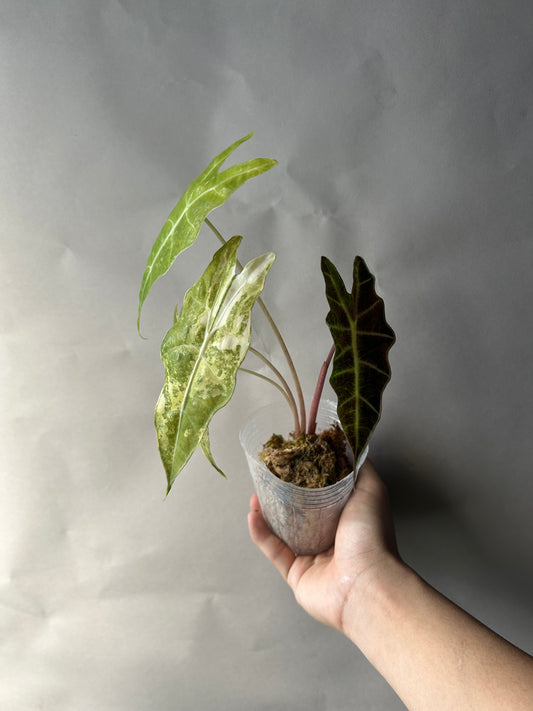 Alocasia Sanderiana Bull Aurea