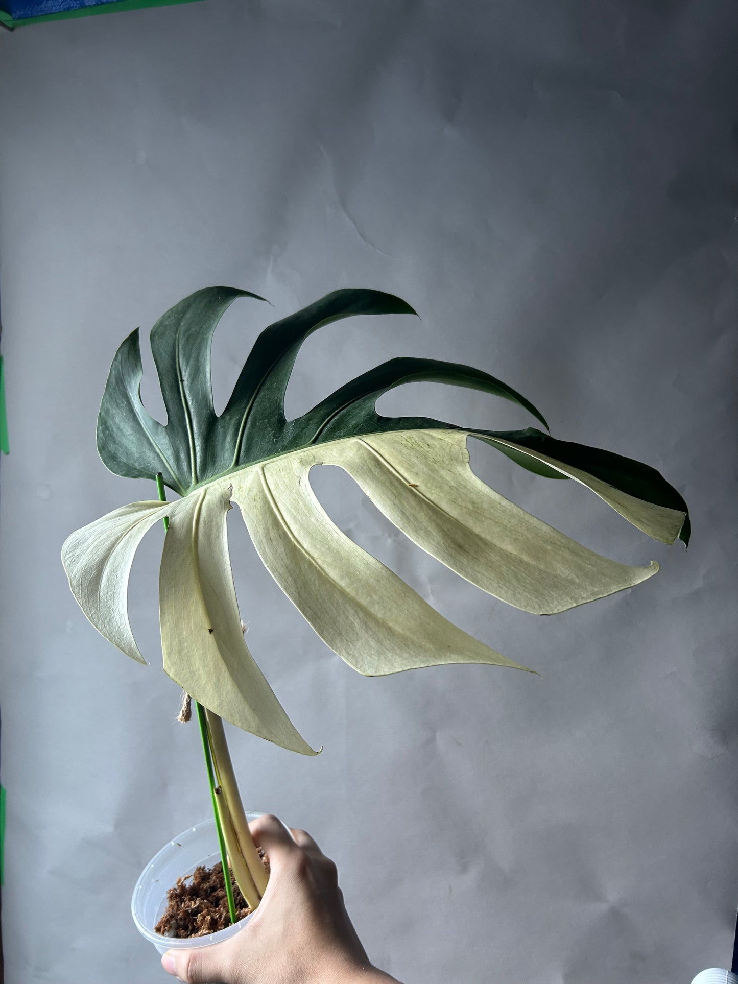 Monstera Deli X Bors Mint ( Jungle Mint) Top Cut