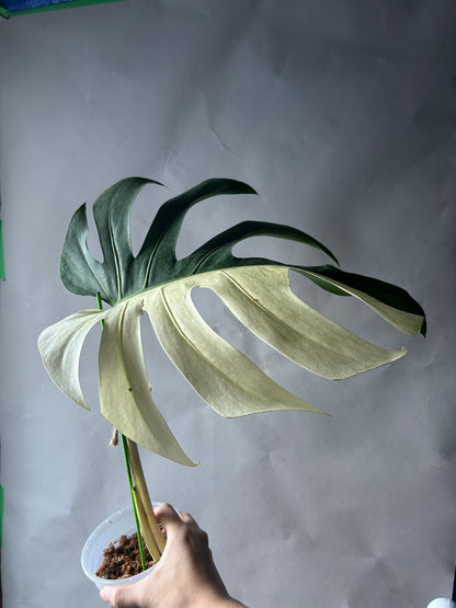 Monstera Deli X Bors Mint ( Jungle Mint) Top Cut