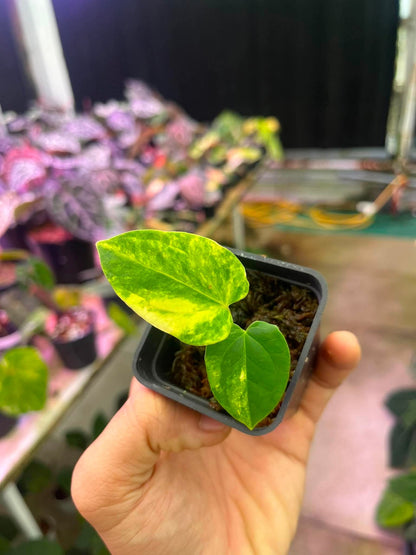 Variegated Anthurium (Pap Var x RL) x (DocBlock x RVDP) by Han Kirok