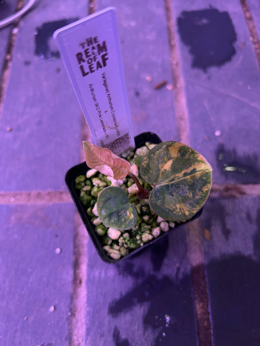 Selected - Variegated (Crystallium x AOS) x (SKG Pink Lemonade x RC) by TN