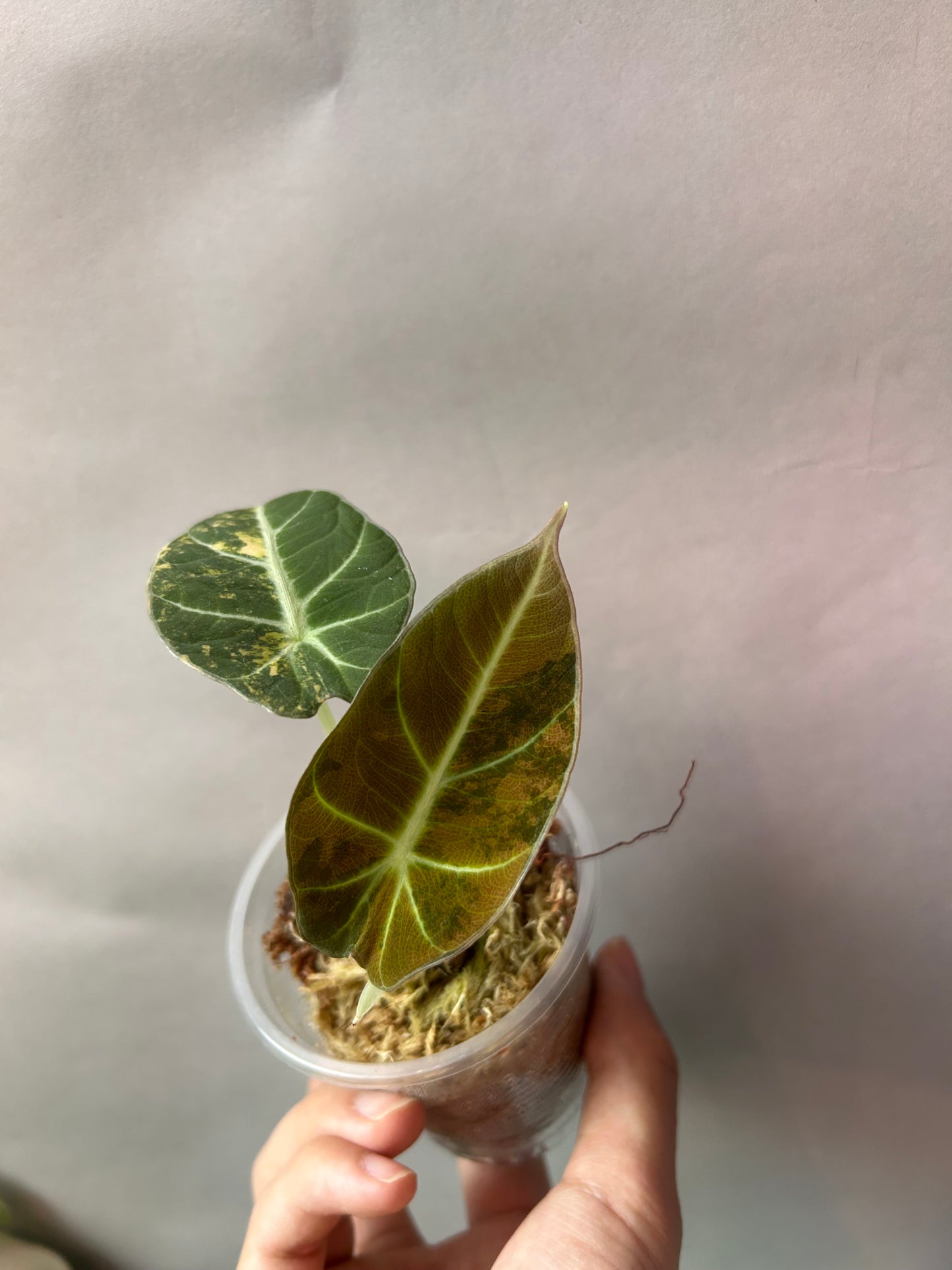 Alocasia Black Velvet Gold