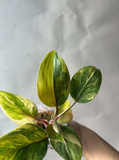 Philodendron White Knight Tricolor