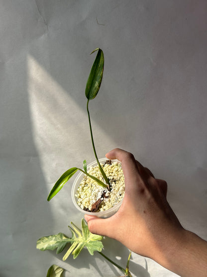 Monstera Burle Marx Flame Aurea Variegated