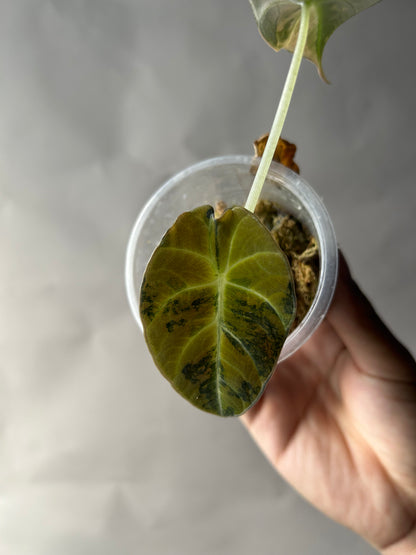 Alocasia Black Velvet Gold