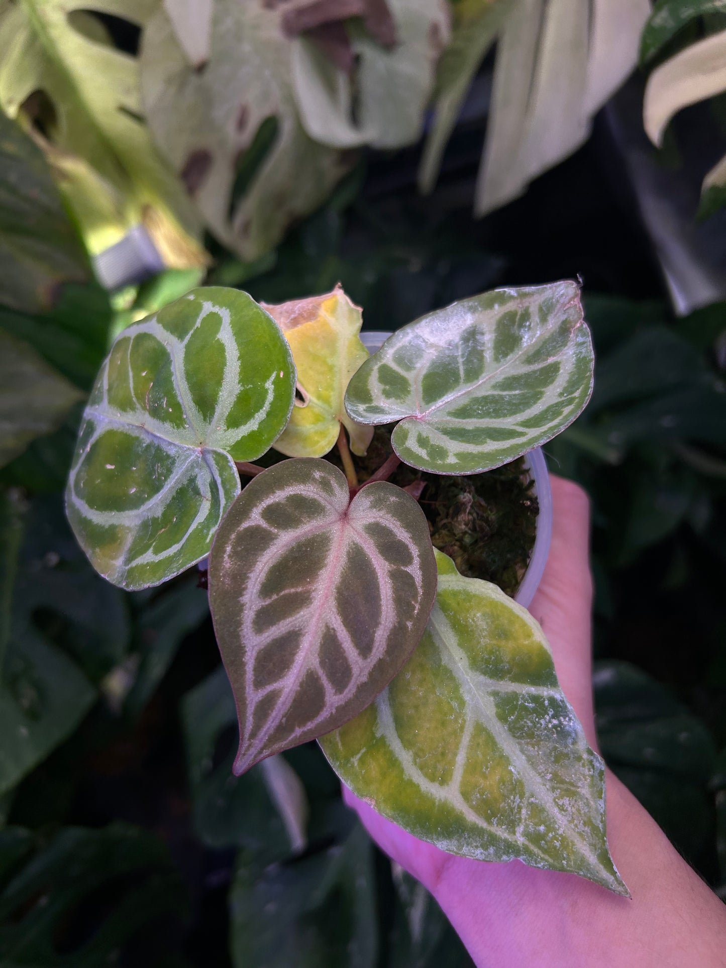 Selected - Anthurium Michelle Docblock x ( Michelle Long Form x Zara )