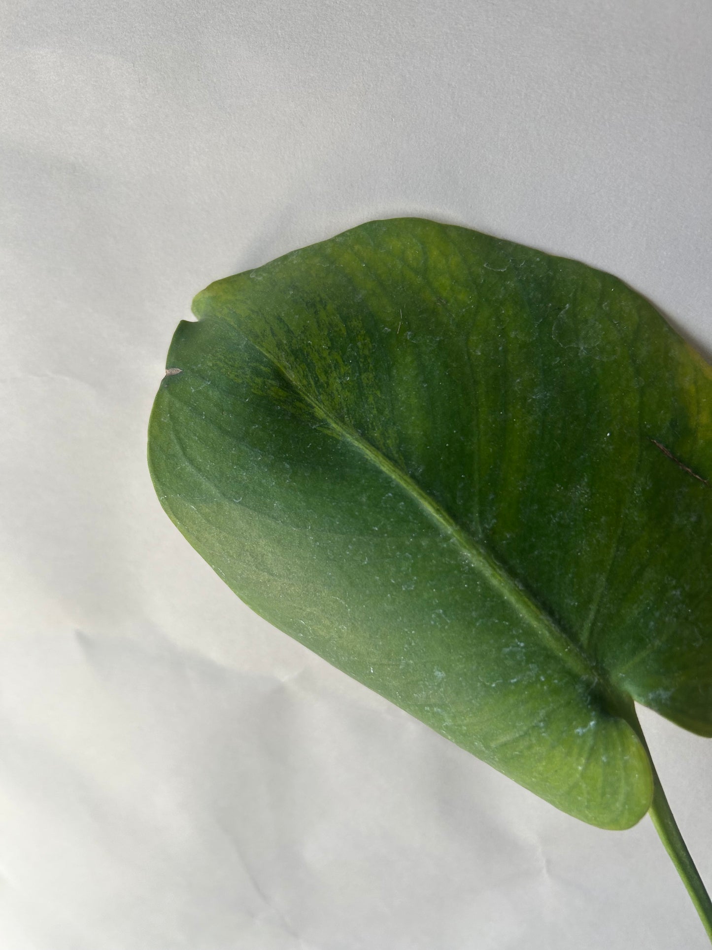 Monstera Green on Green Variegation ( Large Form )