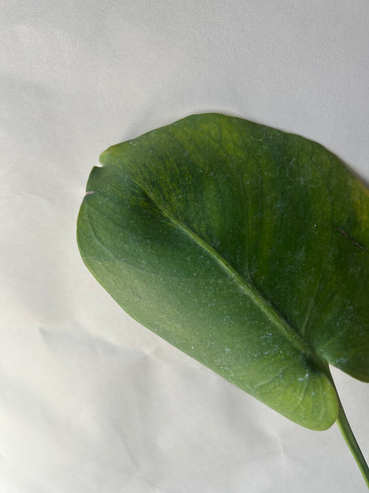 Monstera Green on Green Variegation ( Large Form )