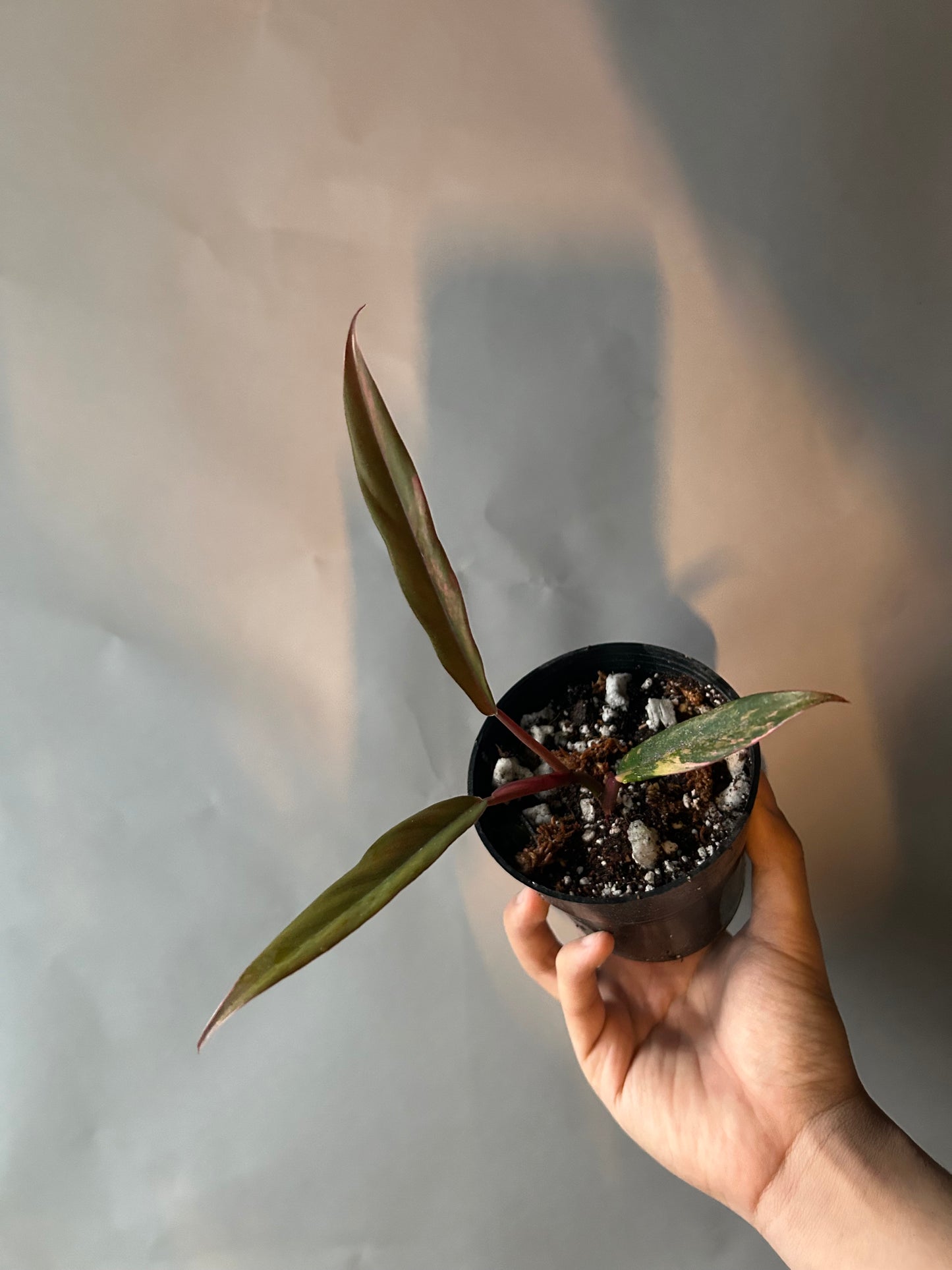 Philodendron Caramel Marble Variegated