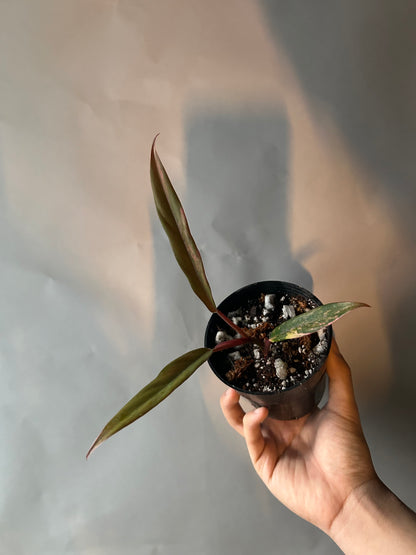 Philodendron Caramel Marble Variegated