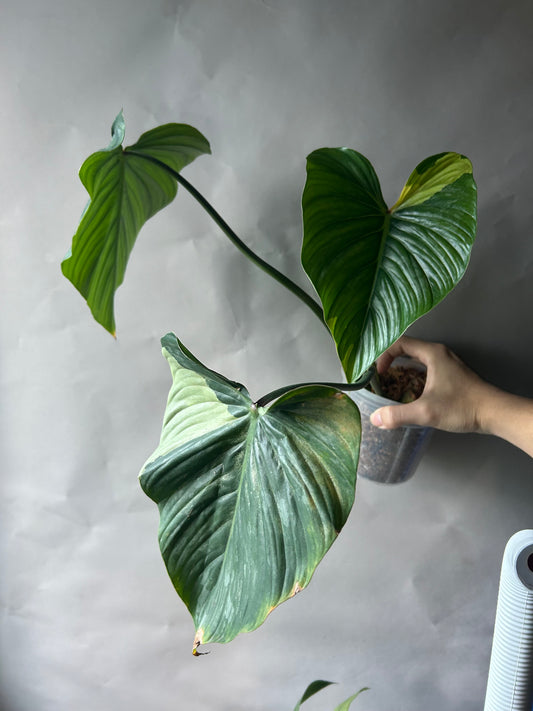 Philodendron Pastazanum Albo Type 1