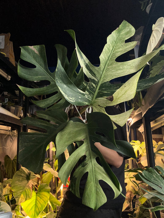 Monstera Jungle Mint - 5 Leafs
