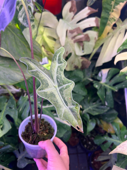Alocasia Nobilis Pink ( Corming size)