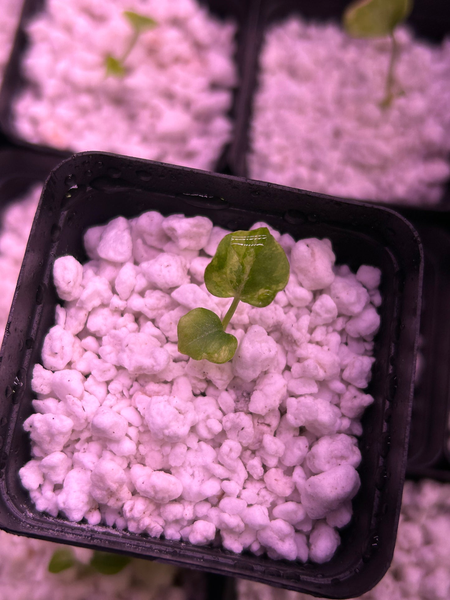 Variegated (Crystallium x AOS) x (SKG Pink Lemonade x RC)