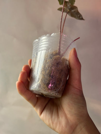 Alocasia Psedou Sanderiana Albo Pink