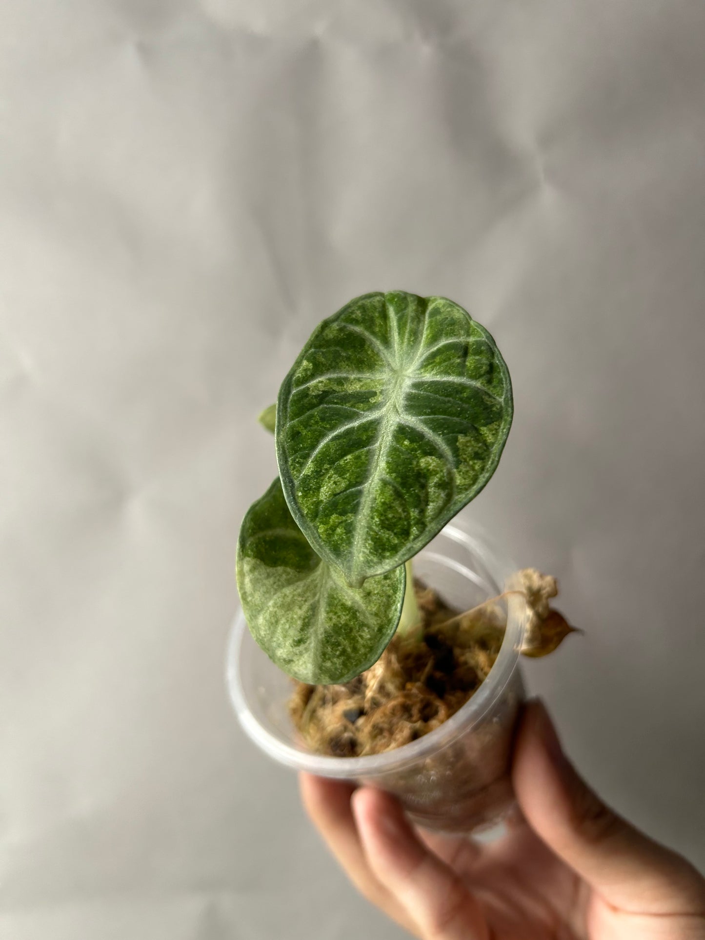 Alocasia Ninja Tricolor aka Splash