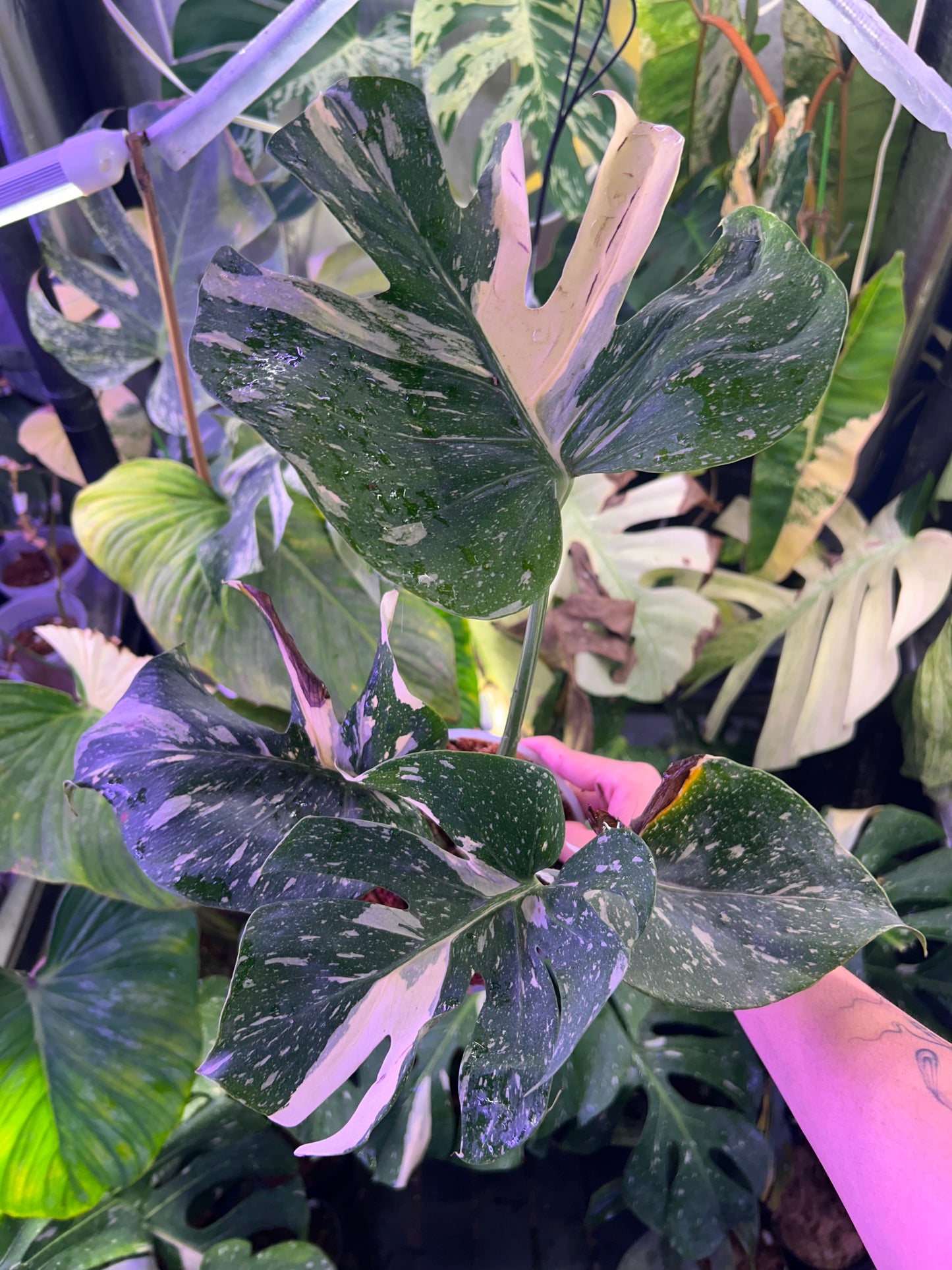 Monstera Medusa