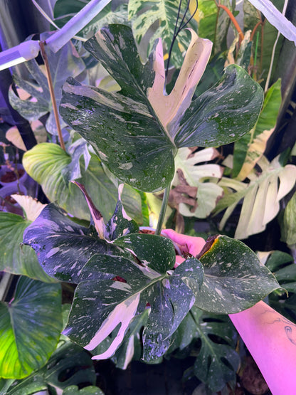 Monstera Medusa