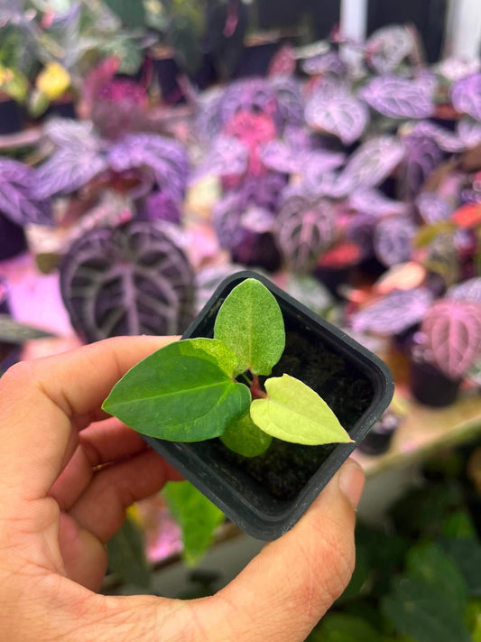Variegated Anthurium (Pap Var x RL) x (DocBlock x RVDP) by Han Kirok