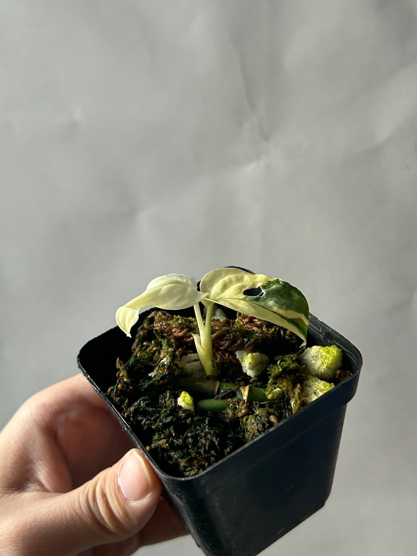 Monstera Adansonii Tricolor Albo