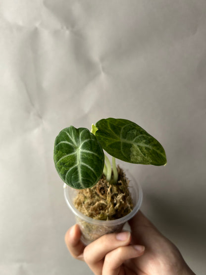 Alocasia Ninja Tricolor aka Splash