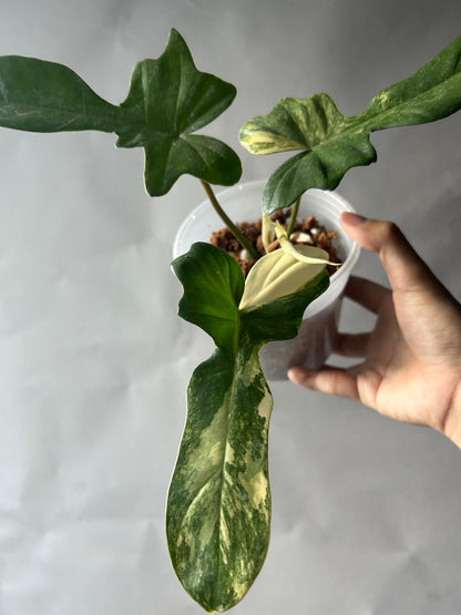Philodendron Florida Beauty x Mayoi