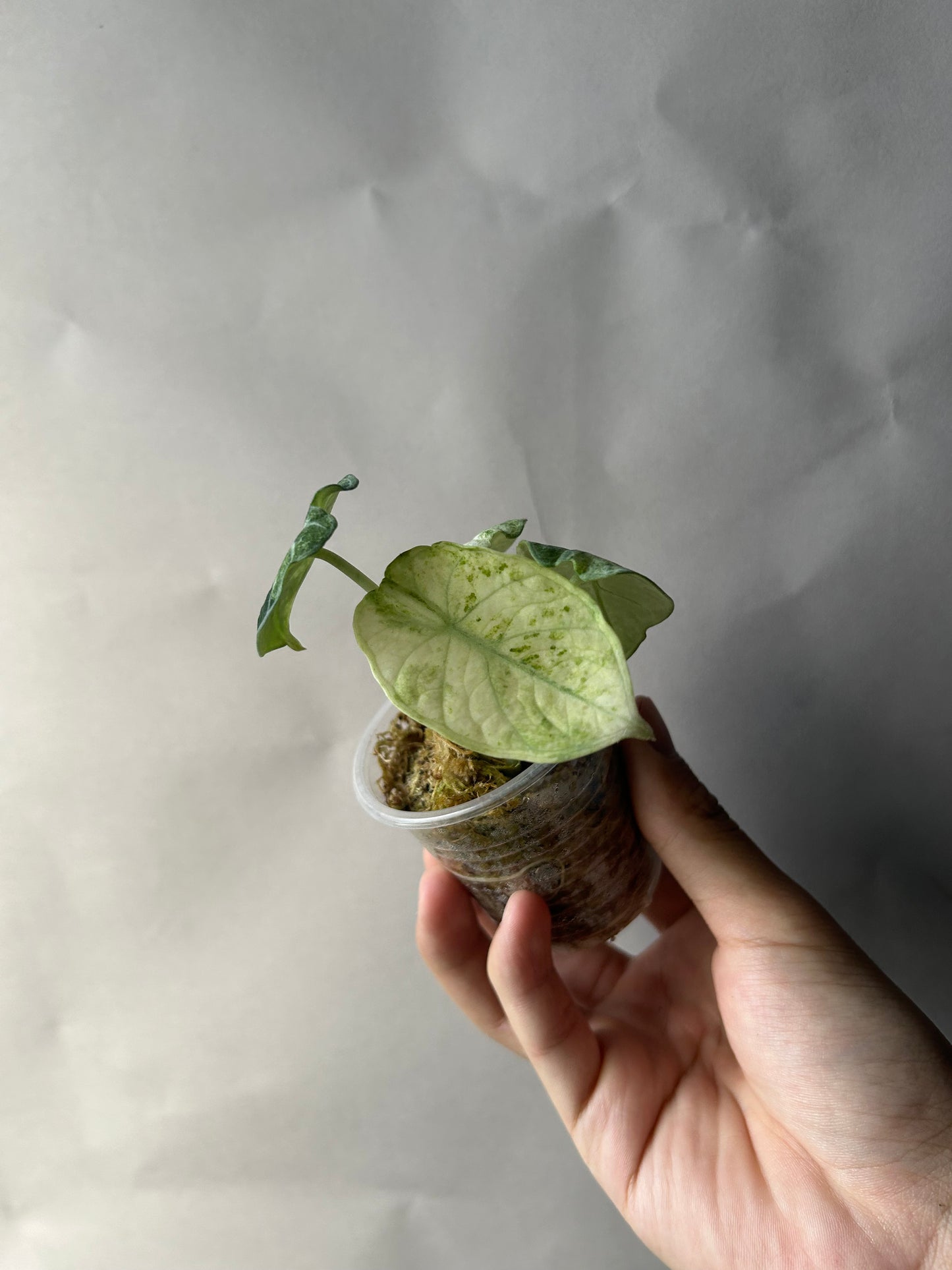 Alocasia Ninja Tricolor Splash