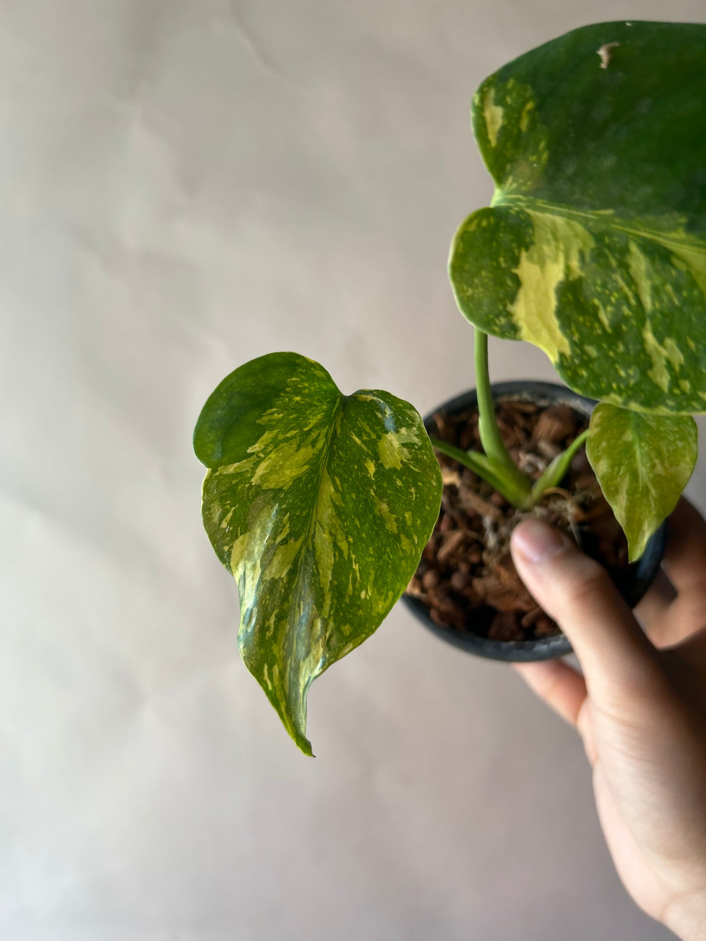 Monstera Deliciosa Electrolytes