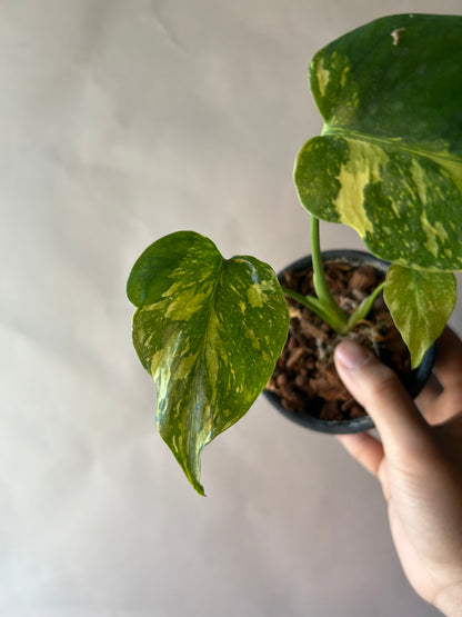 Monstera Deliciosa Electrolytes