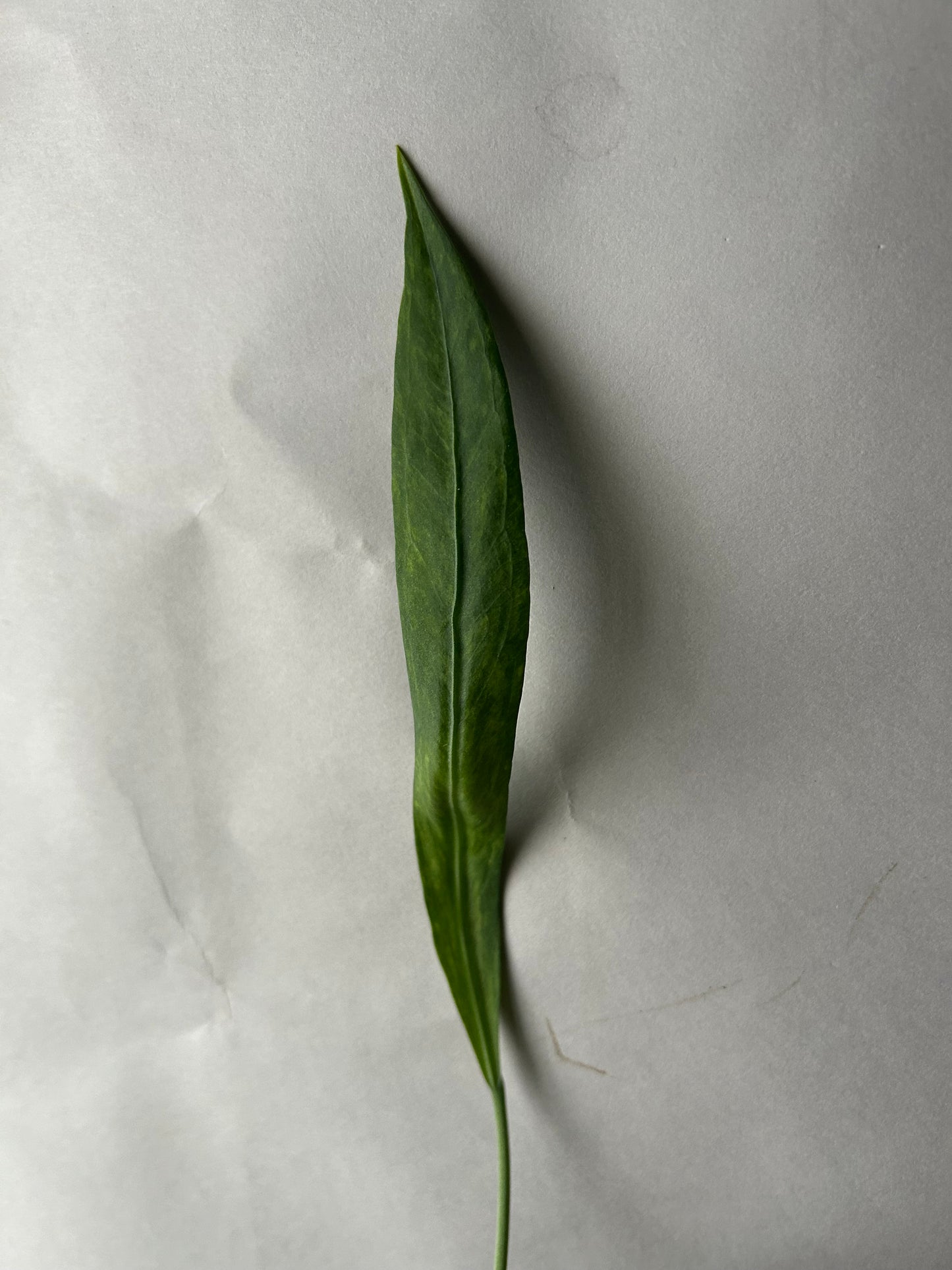 Anthurium Vittarifolium Variegated