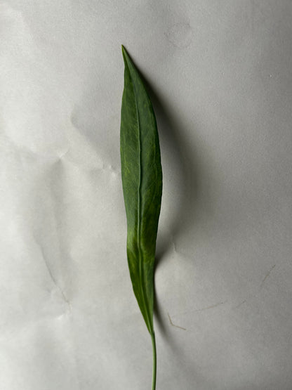 Anthurium Vittarifolium Variegated