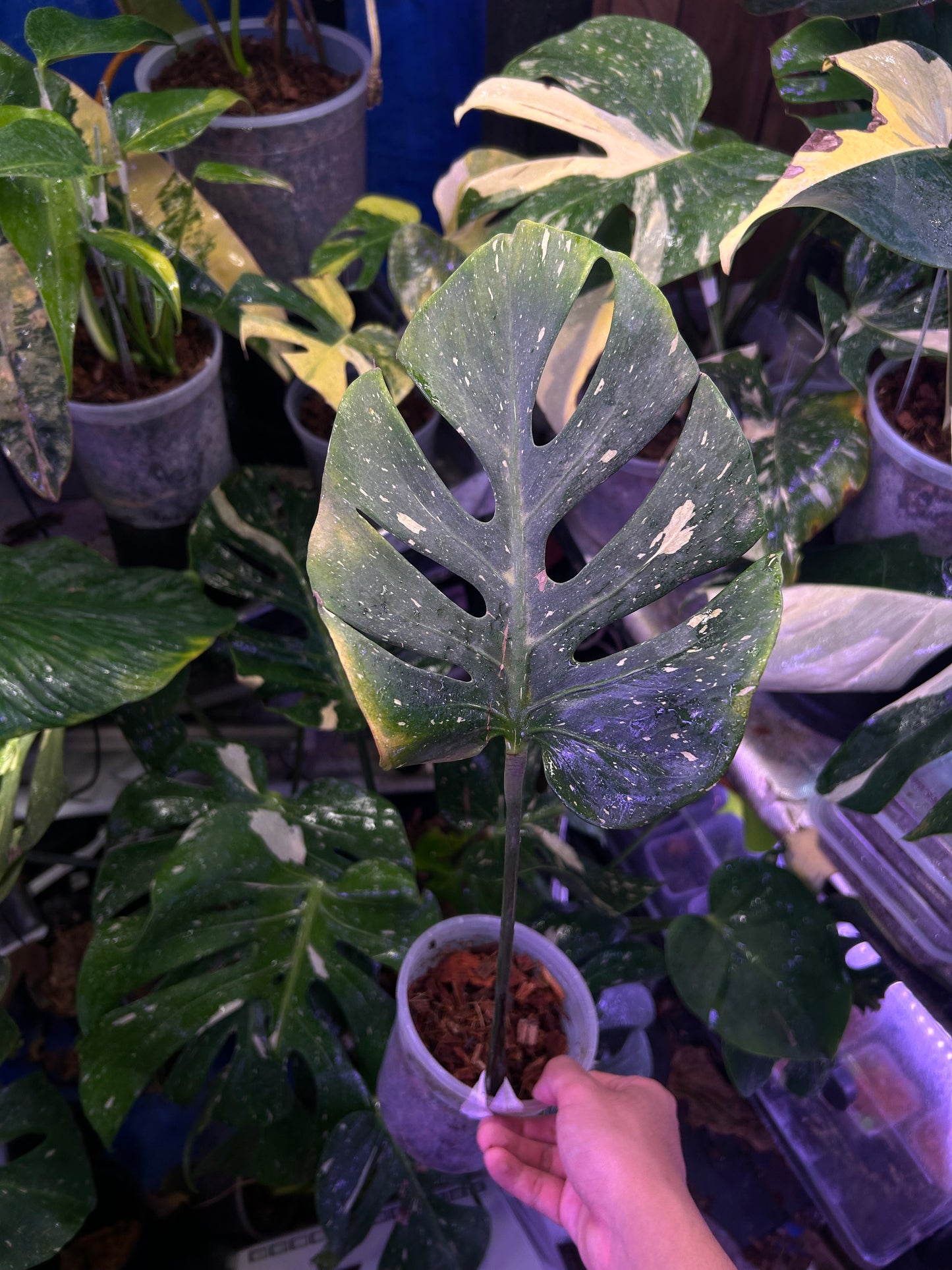Monstera Fishbone Cutting