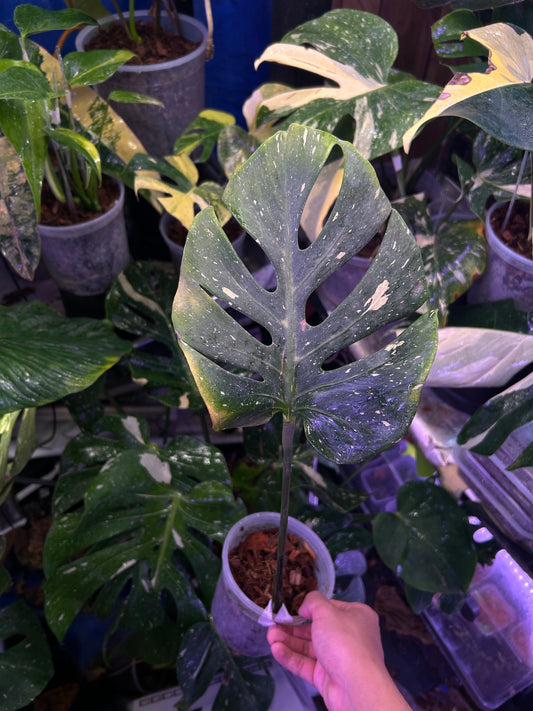 Monstera Fishbone Cutting