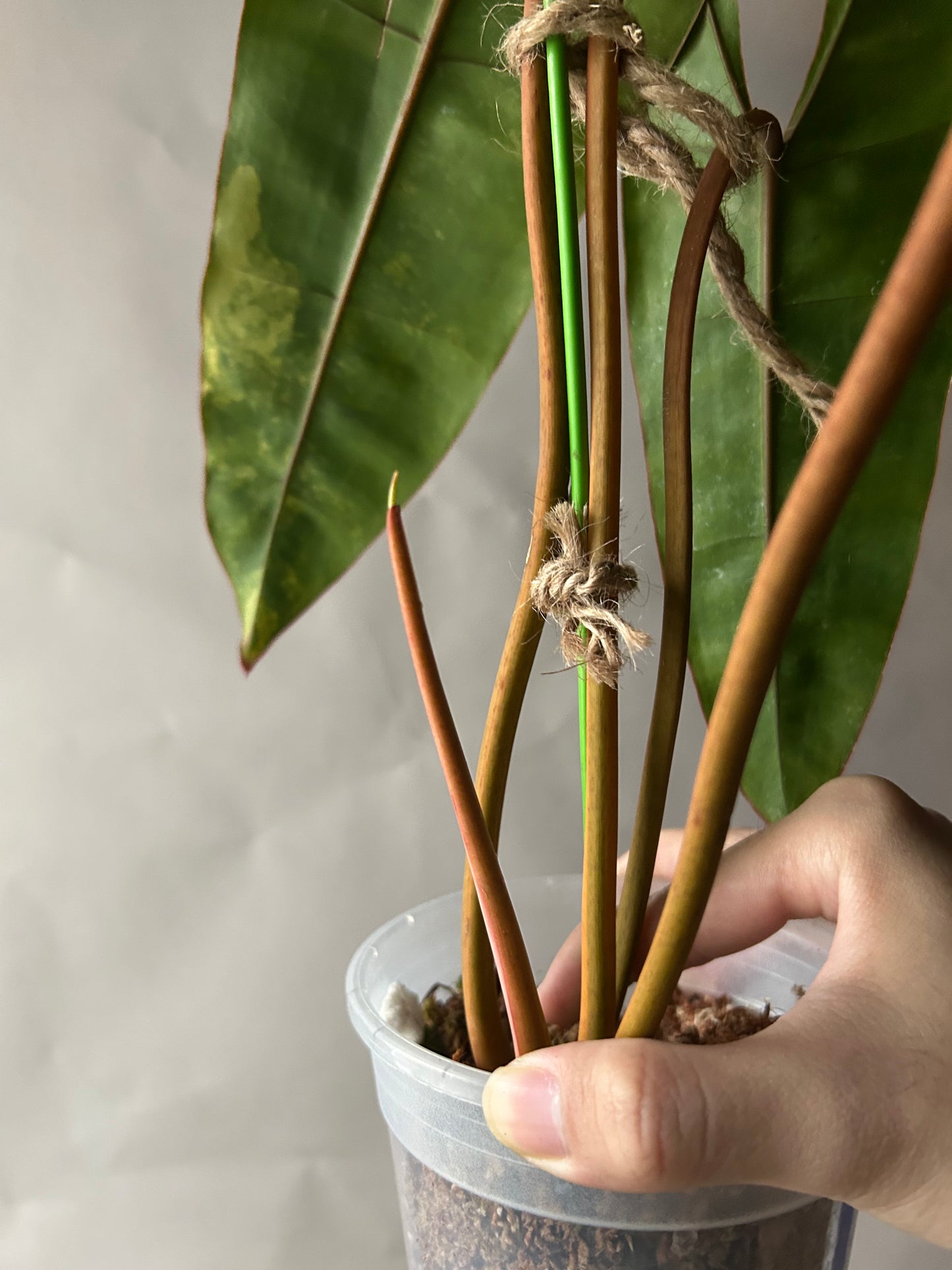 Philodendron Billitiae Variegated