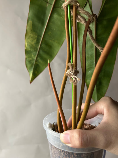 Philodendron Billitiae Variegated