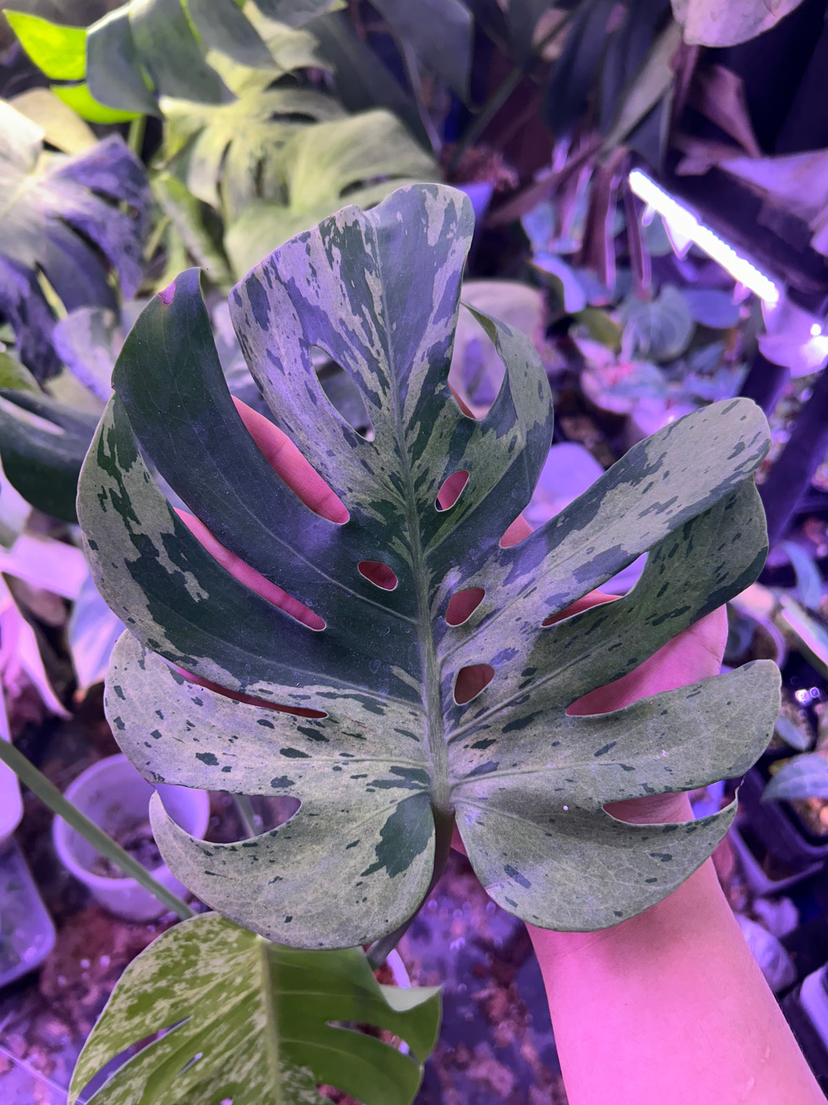 Monstera Vietciosa